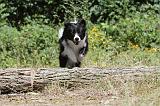 BORDER COLLIE 225